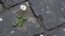   A Solitary Flower Blooms From A Roadside Crack, Despite Prior Damage Caused By A Vandalized Vehicle