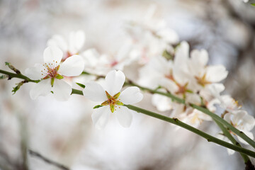 Wall Mural -  blooming branch with almond flowers. gentle photo in pastel pale colors. soft background.
