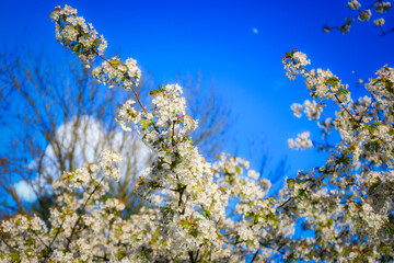 Wall Mural - Flowering trees in a spring public park, Gdansk Oliwa. Poland