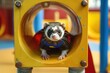 Ferret in superhero suit peeking through a colorful playground tunnel.
