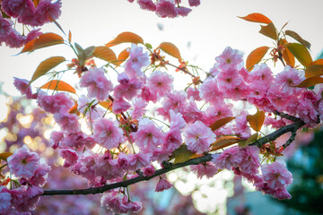 Wall Mural - Flowering trees in a spring public park, Gdansk Oliwa. Poland