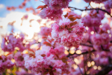 Wall Mural - Flowering trees in a spring public park, Gdansk Oliwa. Poland