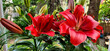 A photograph of a close-up of two red lilies in full bloom displaying their bright red and long dark red petals fill most of the frame.
