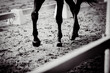 In the black-white photo, a horse is galloping across a sandy arena for equestrian competition. The grace of the sport of horse riding. Sportsmanship and the beauty of animals in motion.