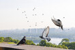 Pigeons flying in front of a cityscape.