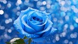 青い薔薇のイメージ