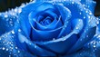 青い薔薇のイメージ