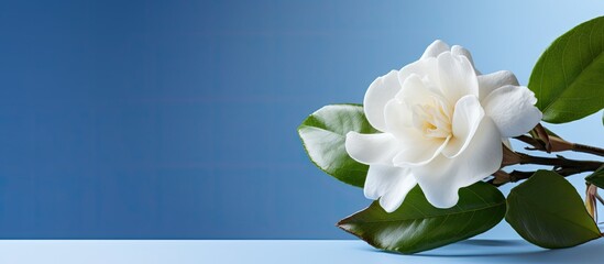 Poster - White petals and green foliage against blue backdrop