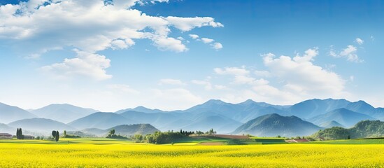 Wall Mural - Field of golden blooms against majestic mountain backdrop