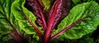 Close-up of vibrant green and red leafy veggies