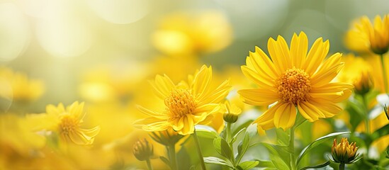 Wall Mural - Yellow blooms swaying in meadow with soft backdrop