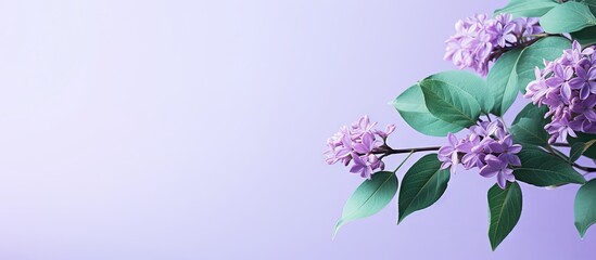 Poster - Purple flowers on a branch against a violet backdrop