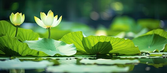 Wall Mural - Two lilies emerging from water