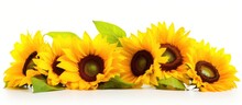 Three Sunflowers Line Up On White Background