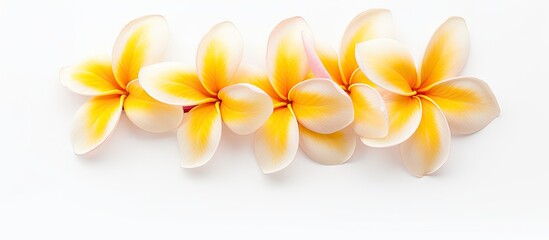 Wall Mural - Yellow and white flowers on white surface