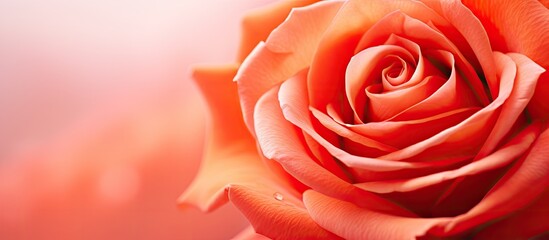 Sticker - Close-up view of rose bloom against blurred backdrop