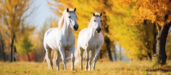 Canvas Print - Two horses in field with trees