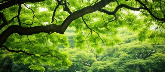 Sticker - Tree with lush green foliage in a serene park