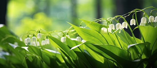 Sticker - Many white blooms in grass