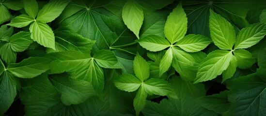 Sticker - Close Up of Lush Tree Foliage