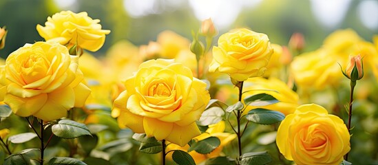 Wall Mural - Yellow roses bloom among green foliage