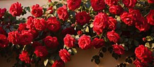 Red Roses In Pot On Wall