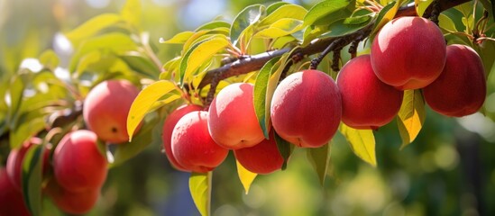 Sticker - Ripe peaches hanging from tree branches