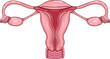 Female uterus anatomy colorful illustration on a white background