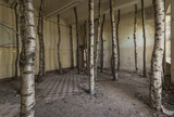 Fototapeta Łazienka - Tree trunks set up in a deserted room.