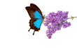 blue tropical Ulysses butterfly on a branch of a blooming purple lilac in water drops isolated on white. copy space