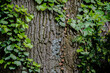 Grüne Efeublätter wachsend auf einem Baum, die Struktur des Baumes ist klar zu erkennen