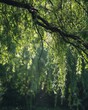 Sunlight filtering through willow branches with floating pollen