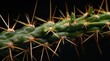 Close-up of a cactus spine showing intricate details