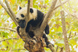 Giant Panda sleeping on the tree.