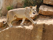 Lioness (Panthera leo) walking on the rocks and opening its mouth 