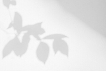 Aufkleber - Leaf shadow and light on wall background. Nature tropical leaves tree branch and plant shade with sunlight from sunshine dappled on white wall texture for background wallpaper, shadow overlay effect