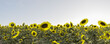 Field of sunflowers under blue sky 3d render illustration