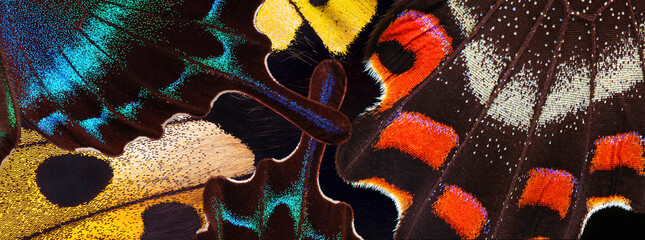 Aufkleber - colorful wings of tropical butterflies close-up. abstract ornament of butterfly wings