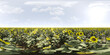 Vibrant field of sunflowers under blue sky 360 panorama vr environment map