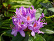 Closeup of  purple rhododendron flowers in a french garden