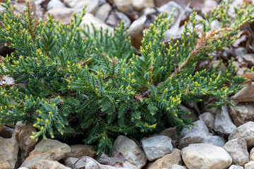 Wall Mural - Full frame close up texture background of a landscaped young juniper plant in full sunlight