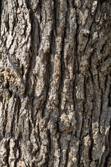 Wall Mural - Full frame macro abstract background of textured bark on a bur oak tree (quercus macrocarpa)