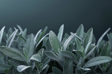 Wall Mural - Close-up of Dew-Kissed Sage Leaves in Soft Light