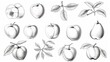 © Helen - Detailed pencil drawings showcase a series of fruit including peaches, apples, and a pear with accurate shading and textures