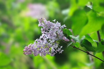 Wall Mural - Violet lilac in spring garden