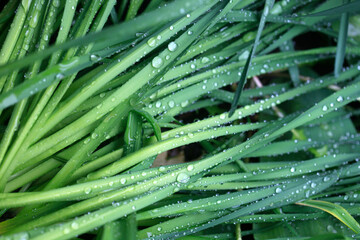 Wall Mural - Drops of rain on spring plants