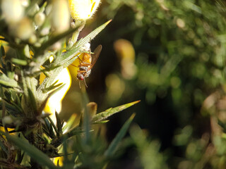 Poster - Fly on leaf