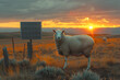 Image of Sheep Grazing Next to the Solar Panel,
A sheep is standing in a field with the sun setting behind it.
