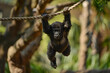 A young gorilla swings through the trees with effortless agility.