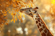 A towering giraffe stretches its long neck to reach the tender leaves of an acacia tree.